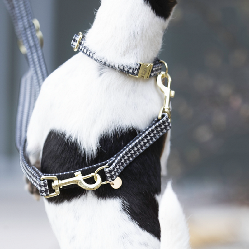 Laisse Pied de poule Kentucky chien 2m noir - Le Paturon