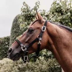 Licol Kentucky Nylon tressé cheval cuir noir - Le Paturon