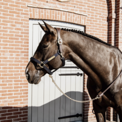 Longe de présentation Kentucky cheval cuir et chaîne 270 cm marron - Le Paturon