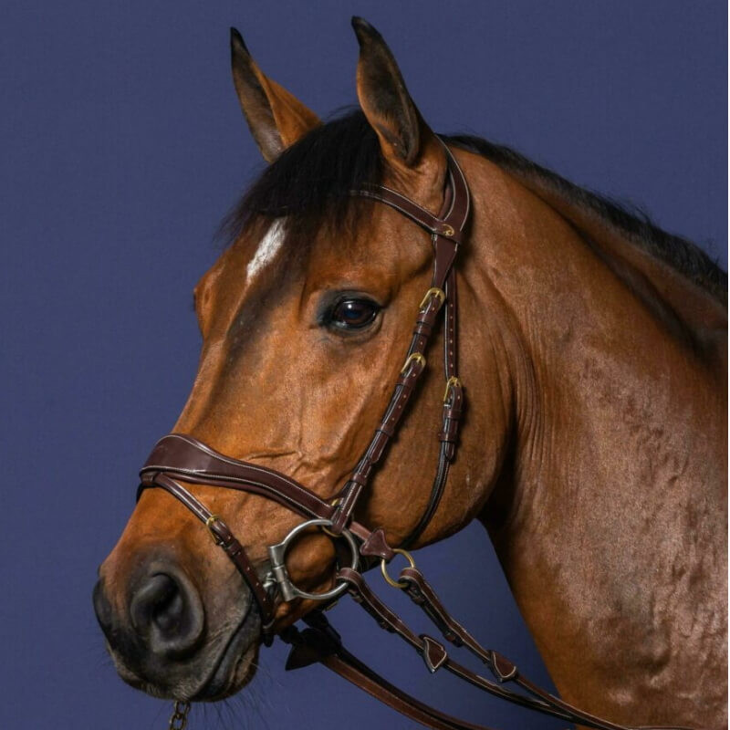 Bridon D Motion Dy'on D Collection cheval noisette - Le Paturon