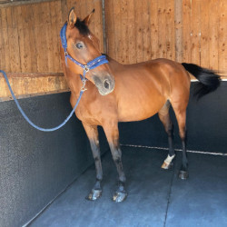 Tapis EVA Protect de parois murales pour box cheval IDS - Le Paturon