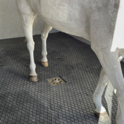 Dalle Clip Super en caouthouc pour douche écurie cheval IDS - Le Paturon