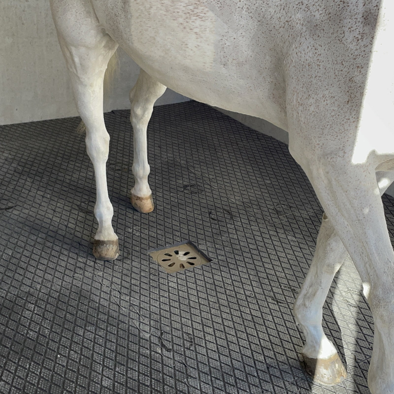 Dalle Clip Super en caouthouc pour douche écurie cheval IDS - Le Paturon