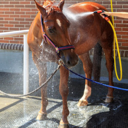 Dalle Clip Super en caouthouc pour douche écurie cheval IDS - Le Paturon