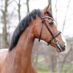 Bridon cheval anatomique Florina Kavalkade marron - Le Paturon