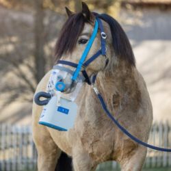 Masque inhalateur cheval sans fil AirOne Hippomed cheval - Le Paturon