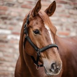 Licol nylon cheval Athletic Waldhausen noir - Le Paturon