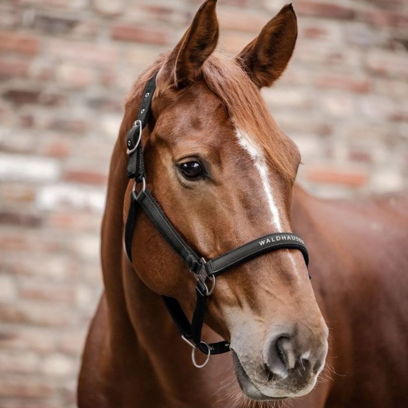 Licol nylon cheval Athletic Waldhausen noir - Le Paturon