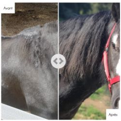 Derfen Animaderm - Dermite cheval