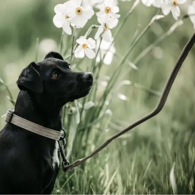 Laisse chien Lézard Kentucky beige - Le Paturon
