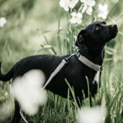 Laisse chien Lézard Kentucky beige - Le Paturon