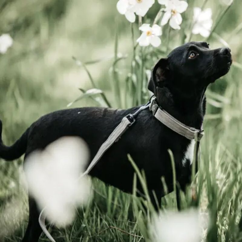 Laisse chien Lézard Kentucky beige - Le Paturon