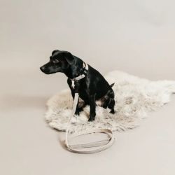 Laisse chien Lézard Kentucky beige - Le Paturon