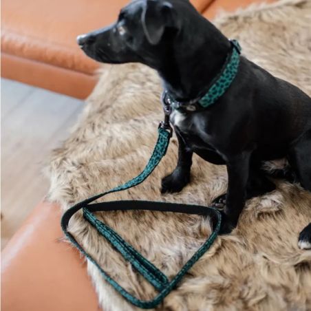 Laisse chien Léopard Kentucky vert sapin - Le Paturon