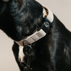 Collier chien Lézard Kentucky beige - Le Paturon