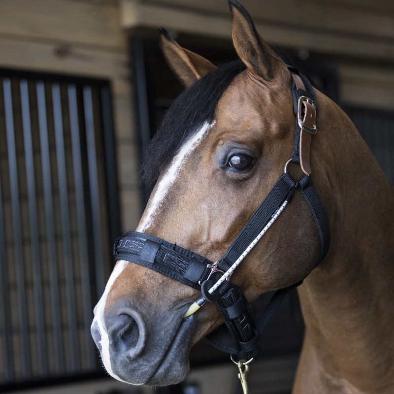 Licol cheval stress Busy Buddy Thinline - Le Paturon
