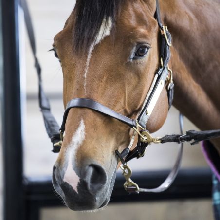Licol cheval stress Busy Buddy Thinline - Le Paturon