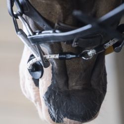 Bridon cheval stress Bride Busy Buddy Thinline - Le Paturon