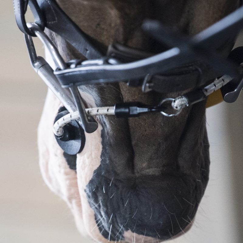 Bridon cheval stress Bride Busy Buddy Thinline - Le Paturon