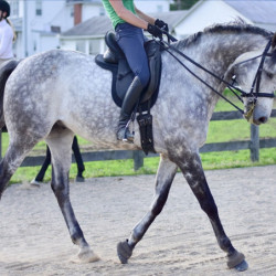 Dessus de selle cheval dressage Confort Seat Seaver Thinline noir - Le Paturon