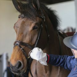 Gants de nettoyage Belvoir Carr and Day and Martin Tack Cleaner - Lingettes cuir équitation - Le Paturon