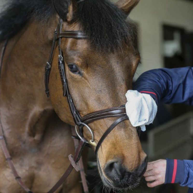 Gants de nettoyage Belvoir Carr and Day and Martin Tack Cleaner - Lingettes cuir équitation - Le Paturon
