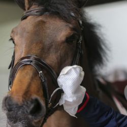 Gants de nettoyage Belvoir Carr and Day and Martin Tack Cleaner - Lingettes cuir équitation - Le Paturon
