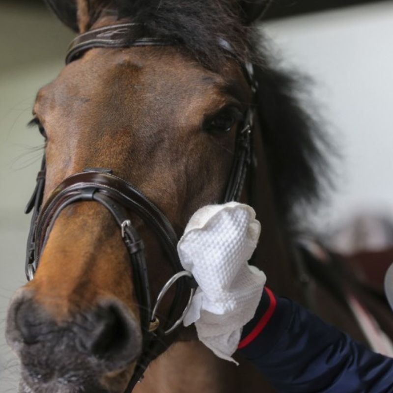 Gants de nettoyage Belvoir Carr and Day and Martin Tack Cleaner - Lingettes cuir équitation - Le Paturon
