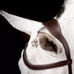 Bridon cheval cuir Micklem Competition 2 Horseware avec rênes marron foncé - Le Paturon