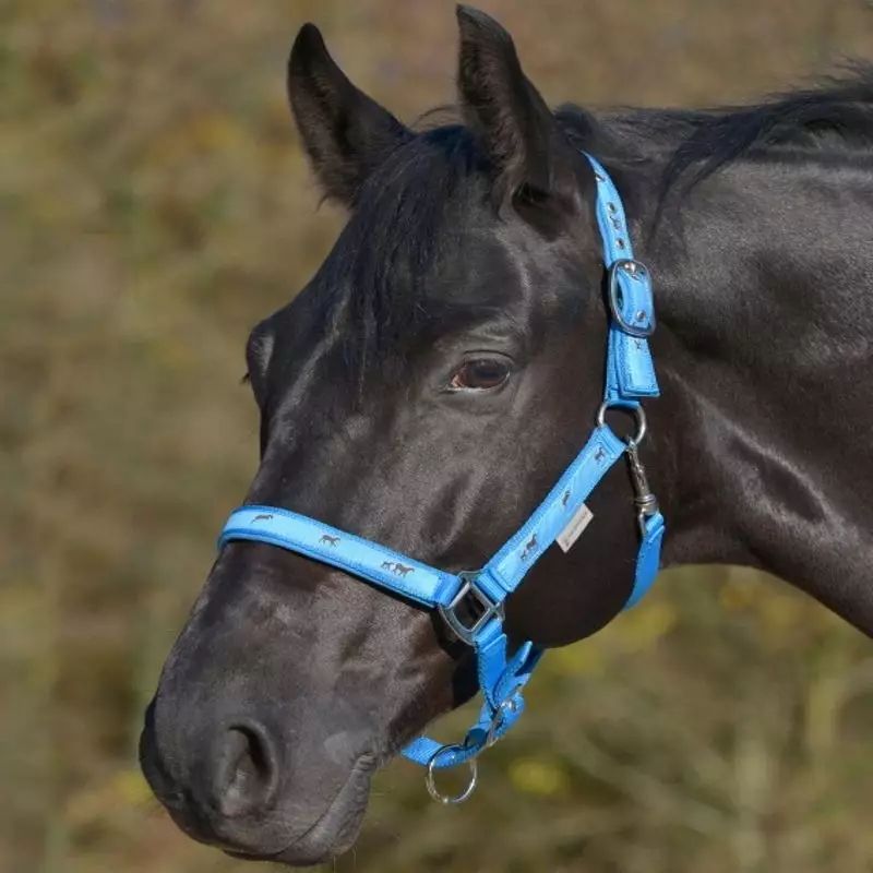 Licol Pour Cheval En Fourrure Bleu – Tailles XFull, Cob, Sang Chaud – Confortable, Réglable, Design élégant