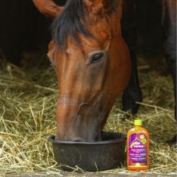 Sirop aux herbes Equinatura - Sirop toux cheval 500ml - Le Paturon