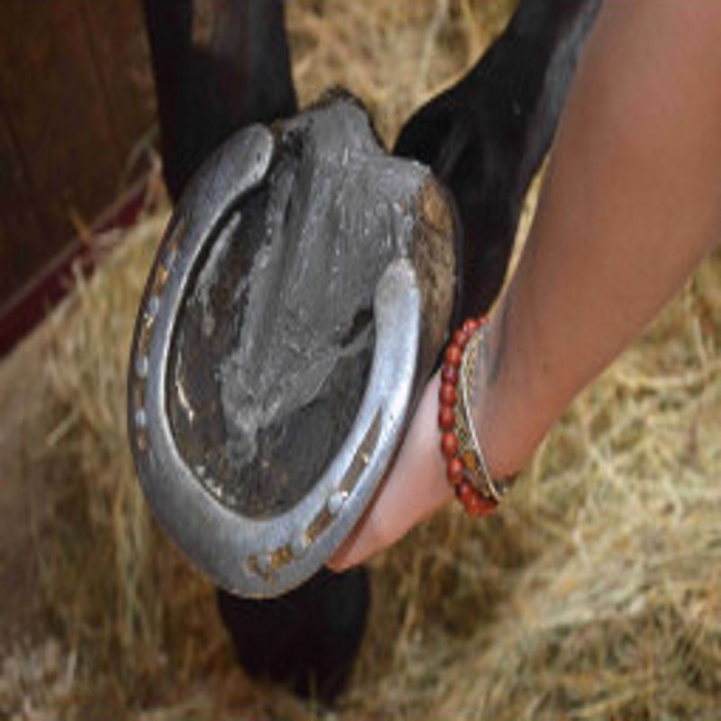Soins des Fourchettes Nutragile - Fourchette cheval