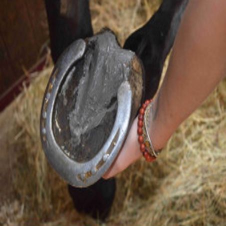 Soins des Fourchettes Nutragile - Fourchette cheval