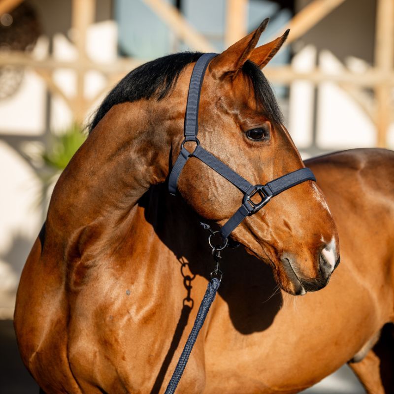 Licol et longe cheval Amigo Horseware marine - Le Paturon