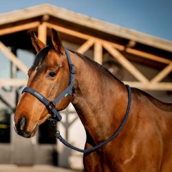 Licol et longe cheval Amigo Horseware marine - Le Paturon