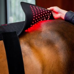 Tapis cheval thérapeutique luminothérapie LED Lumière Rouge Horseware noir - Le Paturon