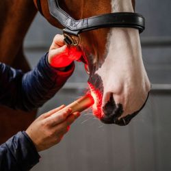 Stylo thérapeutique cheval luminothérapie LED Lumière Rouge Horseware - Le Paturon