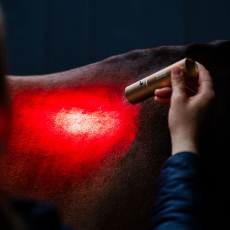 Stylo thérapeutique cheval luminothérapie LED Lumière Rouge Horseware - Le Paturon