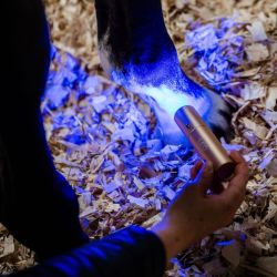 Stylo thérapeutique cheval luminothérapie LED Lumière Rouge Horseware - Le Paturon