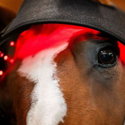 Bonnet cheval protège nuque thérapeutique luminothérapie LED Lumière Rouge Poll Cap Horseware noir - Le Paturon