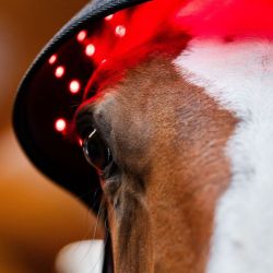 Bonnet cheval protège nuque thérapeutique luminothérapie LED Lumière Rouge Poll Cap Horseware noir - Le Paturon