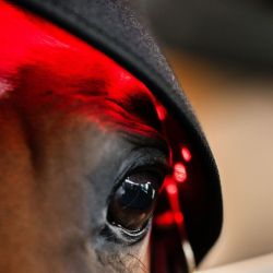 Bonnet cheval protège nuque thérapeutique luminothérapie LED Lumière Rouge Poll Cap Horseware noir - Le Paturon