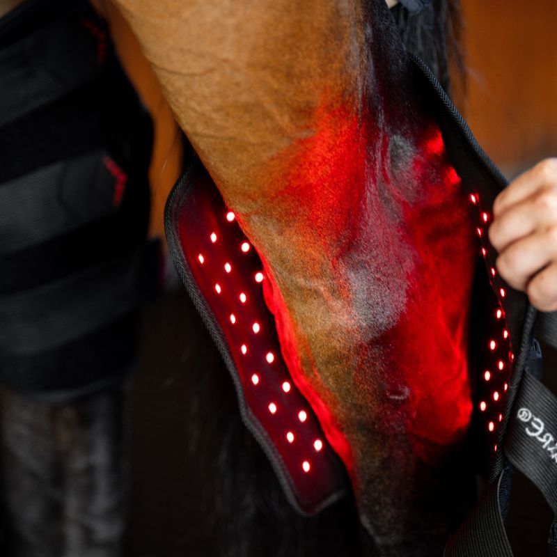 Protège-jarret cheval thérapeutique luminothérapie LED Lumière Rouge Horseware noir - Le Paturon