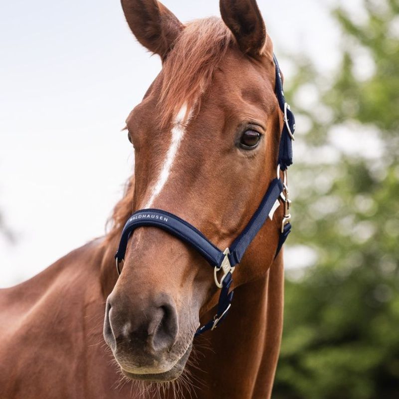 Licol cheval nylon Atheltic Waldhausen bleu pétrole - Le Paturon
