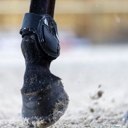 Protège-boulets cheval Cordial coqués doublures interchangeables Pro-Confort Horsewear noir - Le Paturon