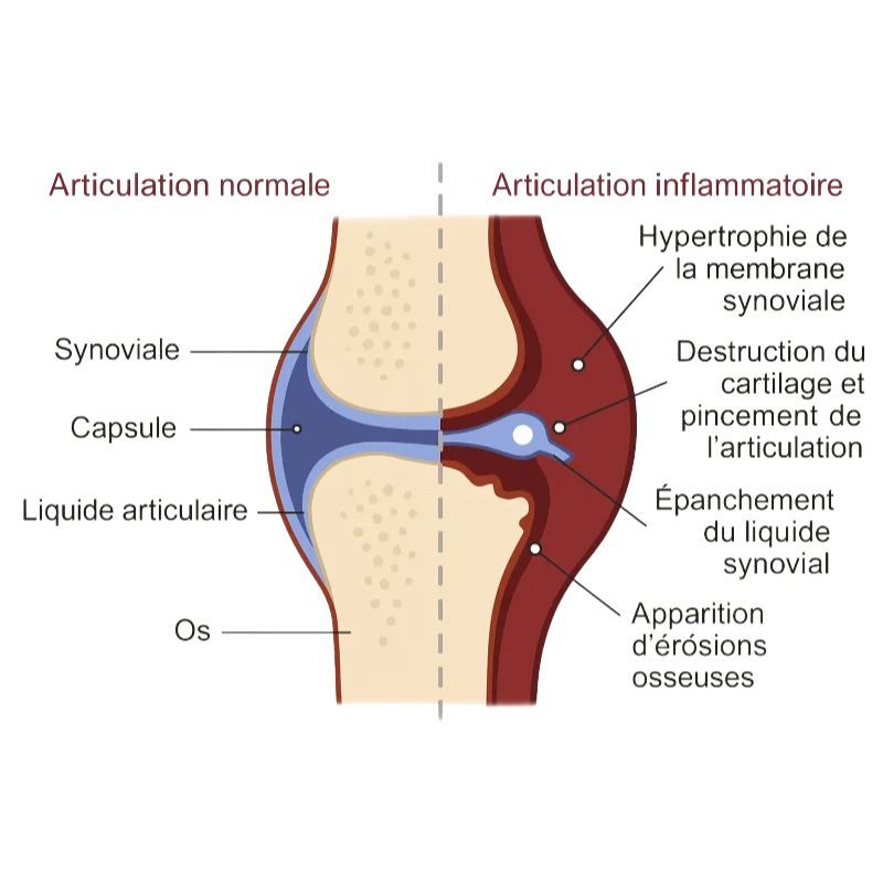 Ultra Joint Flex Vital Herbs - Articulation cheval - Le Paturon