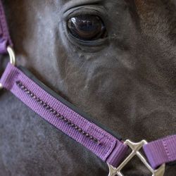 Licol cheval et longe Amour Harcour figue - Le Paturon