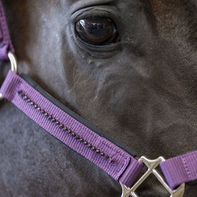 Licol cheval et longe Amour Harcour figue - Le Paturon
