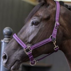 Licol cheval et longe Amour Harcour figue - Le Paturon