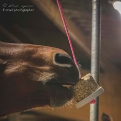 Happy Wild Respi Happy Crackers - Bloc à lécher à suspendre friandises cheval 500g Romarin menthe - Le Paturon